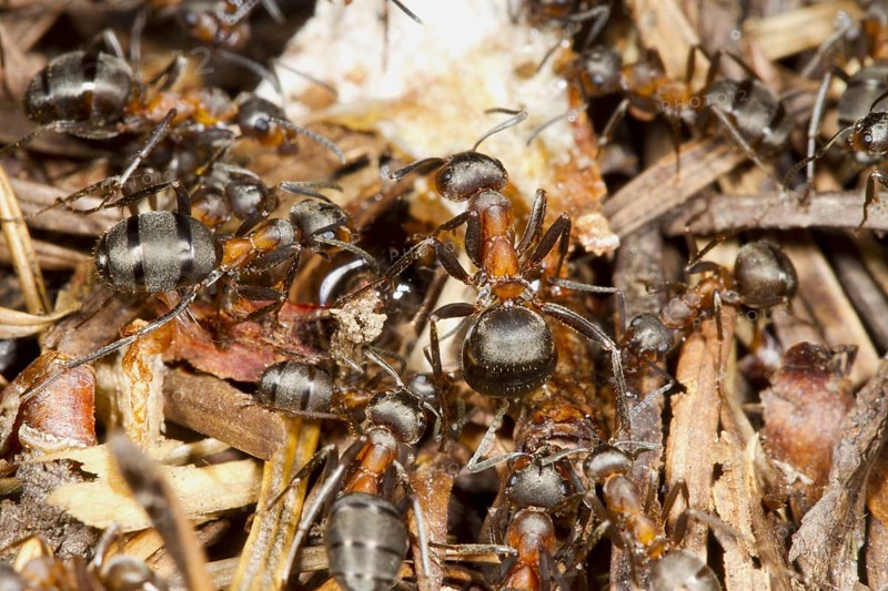 Hairy Wood Ant