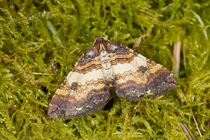 Anticlea badiata