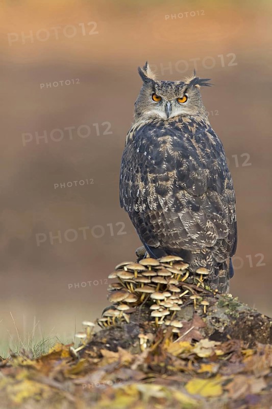 Adult eurasian eagle-owl