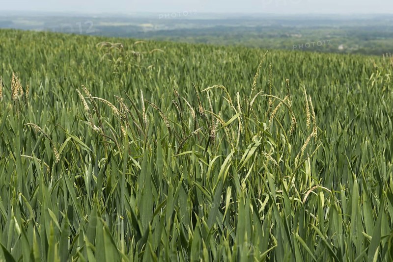 Blackgrass