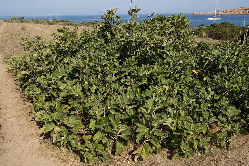 Common fig