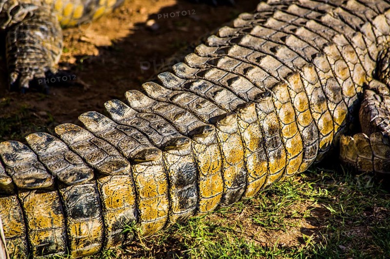 Tail of a crocodile