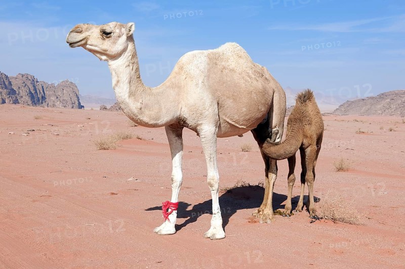 Dromedary