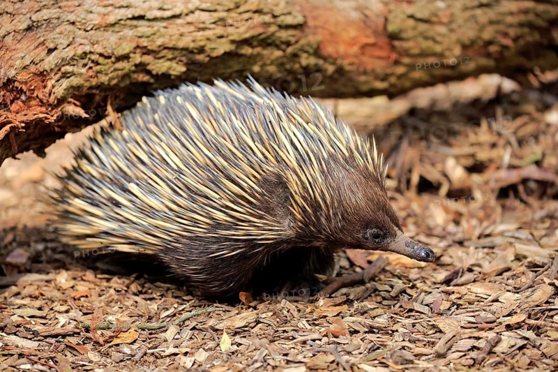 Short-beaked Echidna