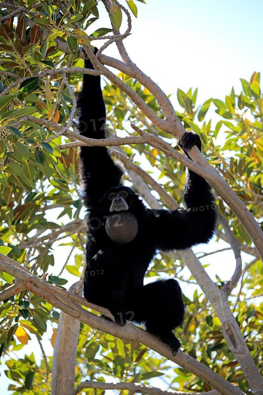 Siamang