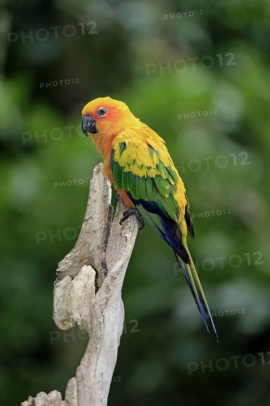Adult jandaya parakeet