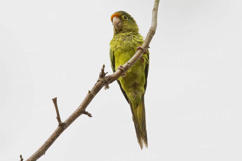 Aratinga canicularis