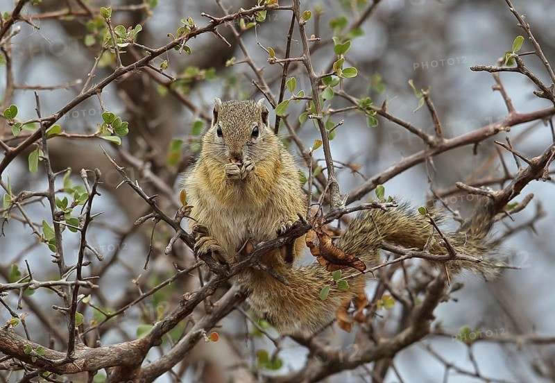 Smith's smith's bush squirrel