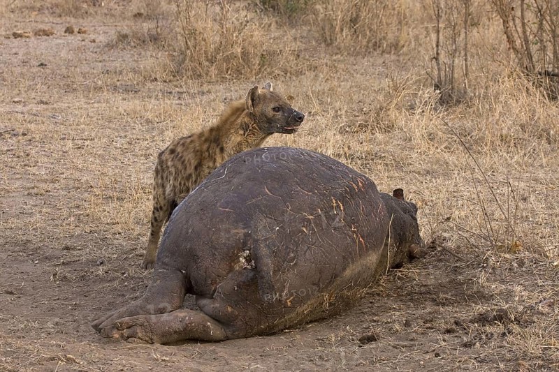 Spotted hyena