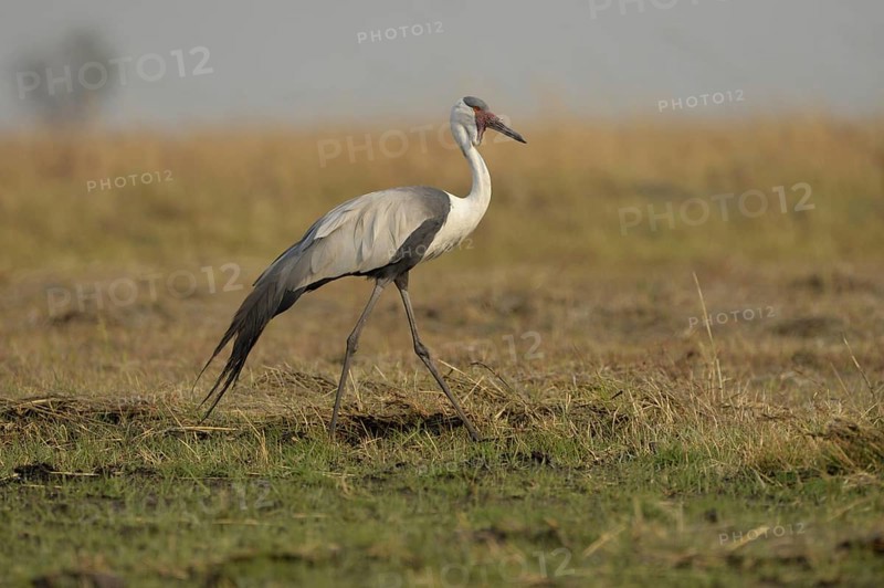 Wattled Crane
