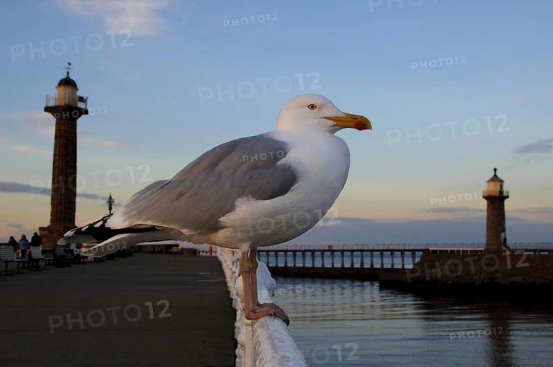 Herring Gull