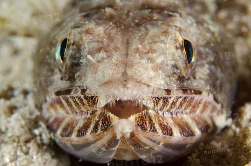 Slender Lizardfish