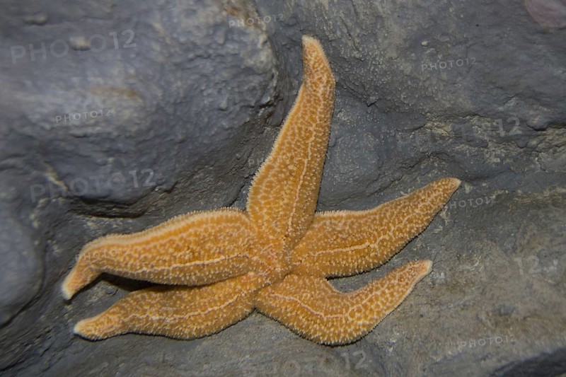 Asterias vulgaris