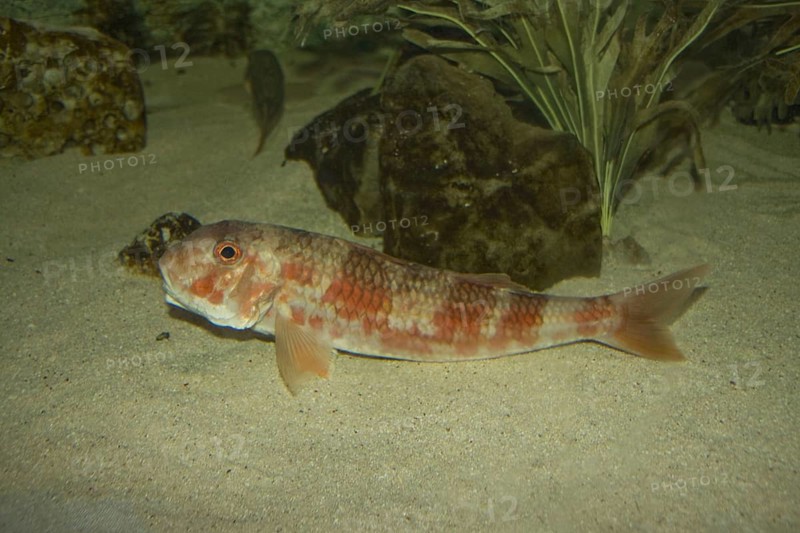 Striped barb