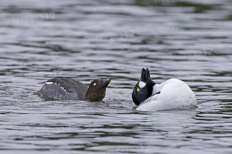 Common goldeneye