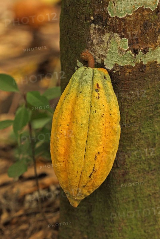 Cocoa harvest