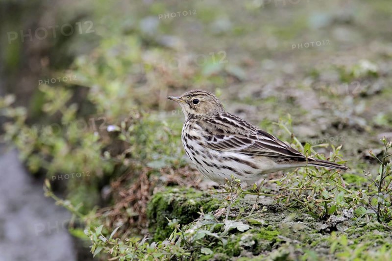 Red-throated pipit