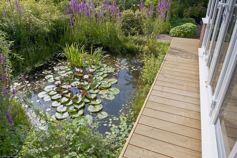Wildlife garden pond with boardwalk and conservatory