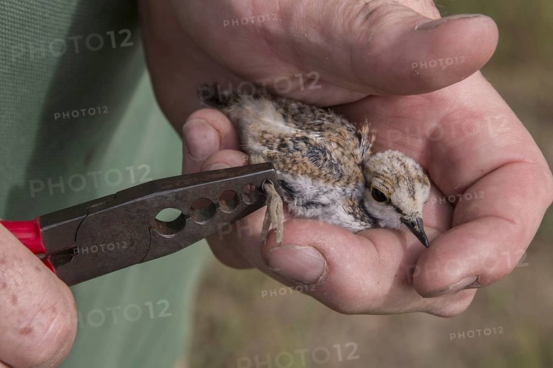 Little ringed plover chick