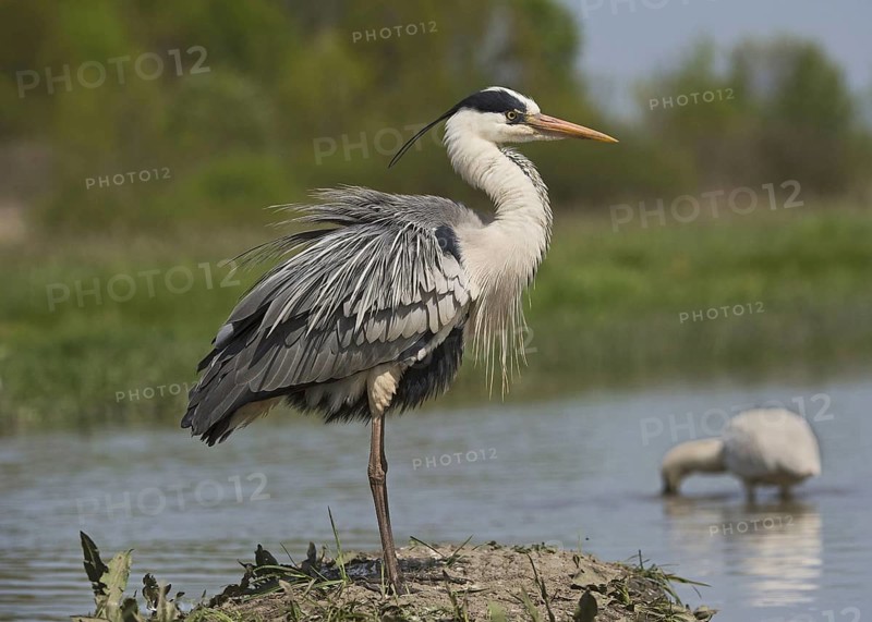 Grey Heron