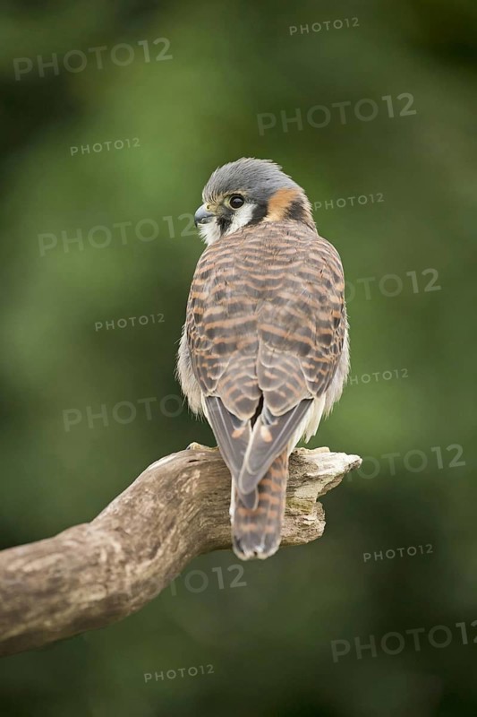 American Common Kestrel