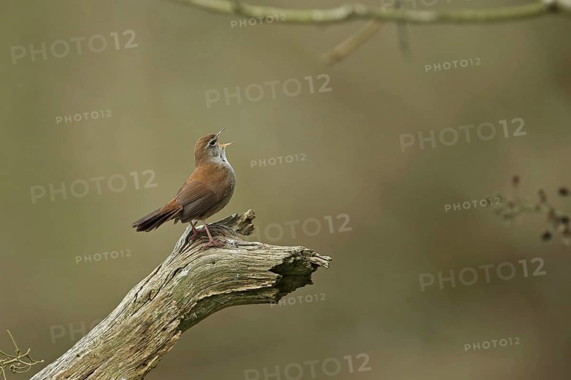 Cetti's Warbler