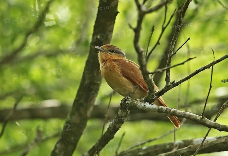 Chestnut-faced Becard