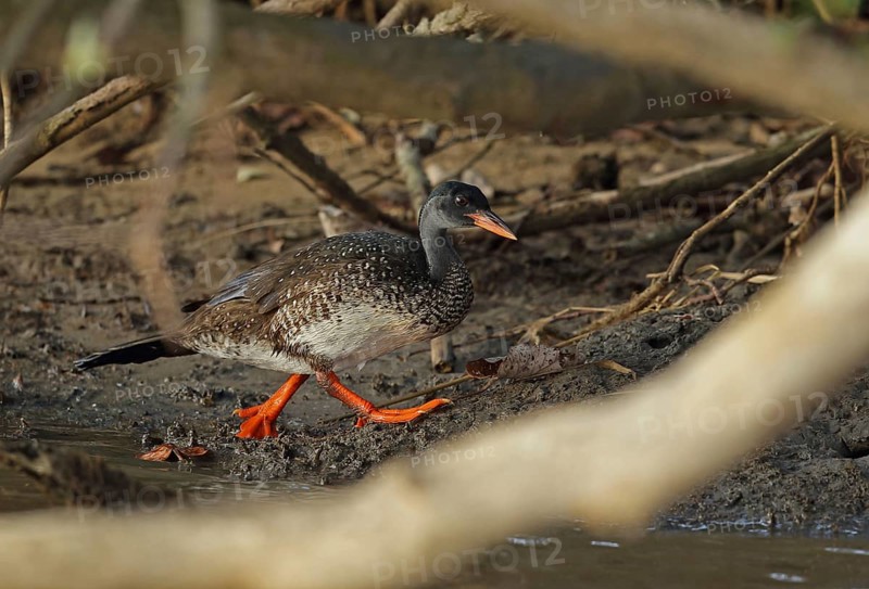 African Finfoot