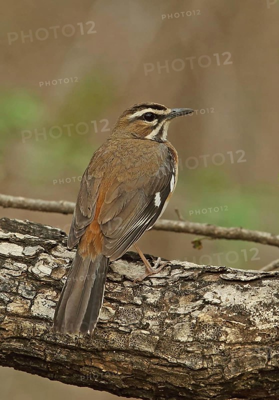 Eastern Bearded Scrub-robin