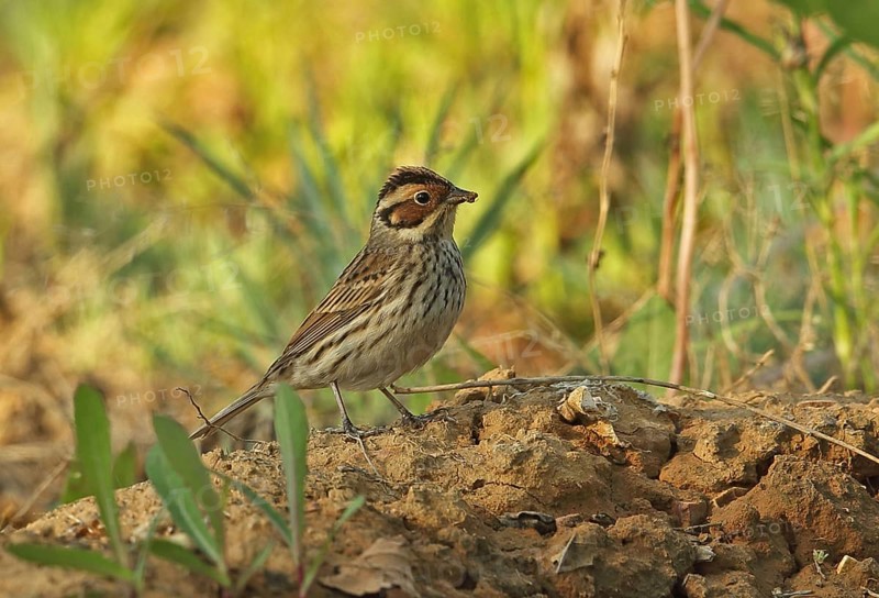 Little buntings