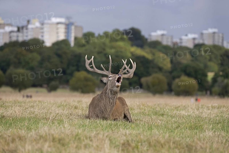 Red Deer