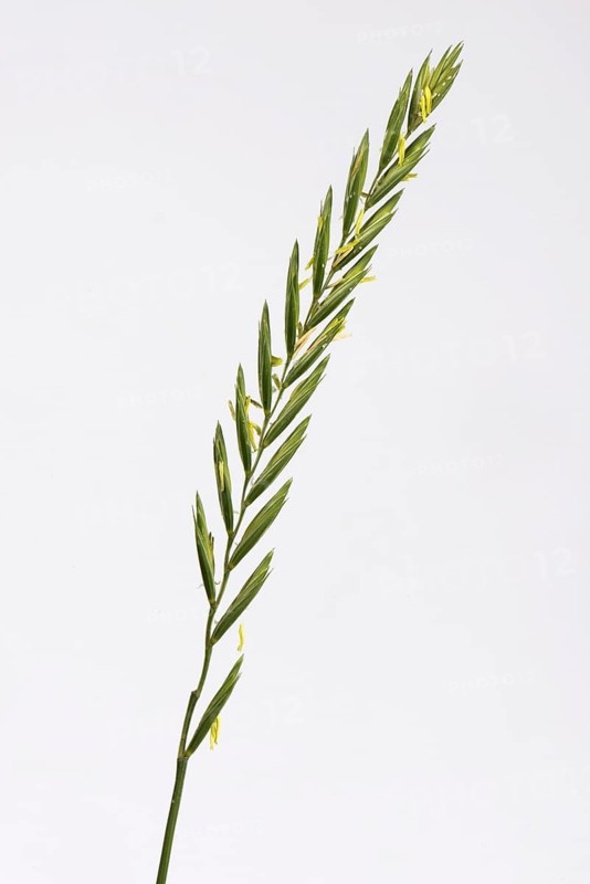 Couch grass