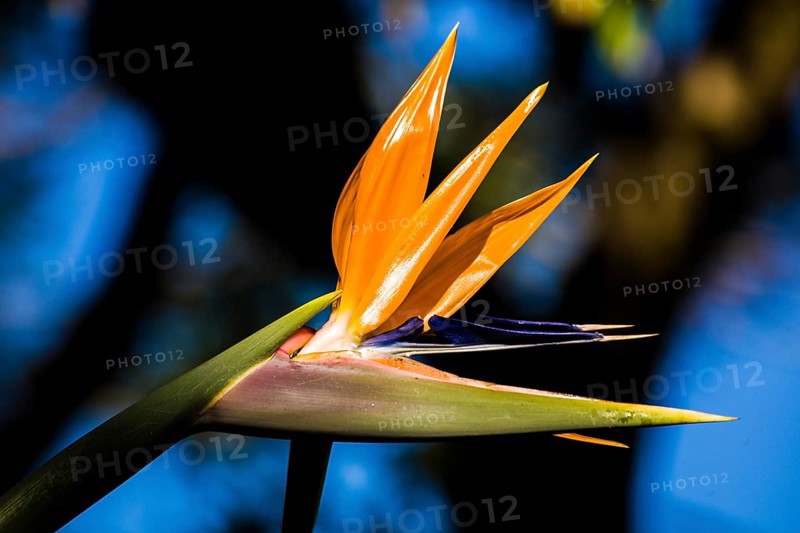 Strelitzias