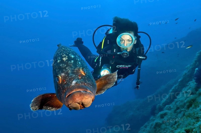 Dusky grouper