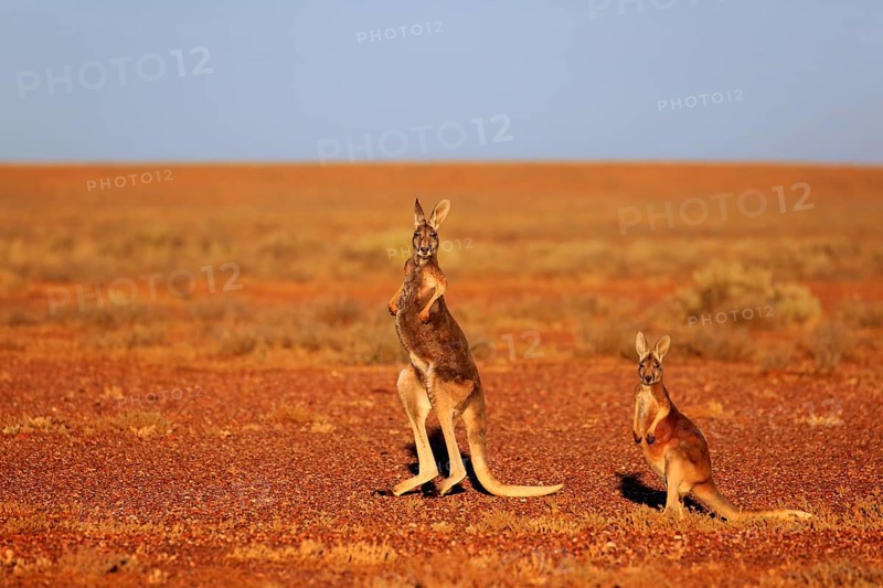 Red Kangaroo