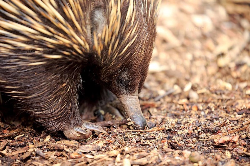 Echidna