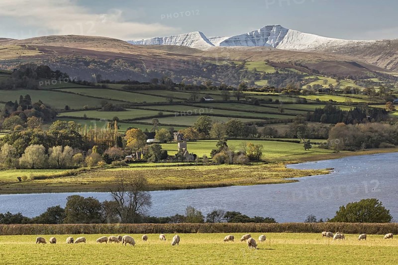 View of sheep grazing