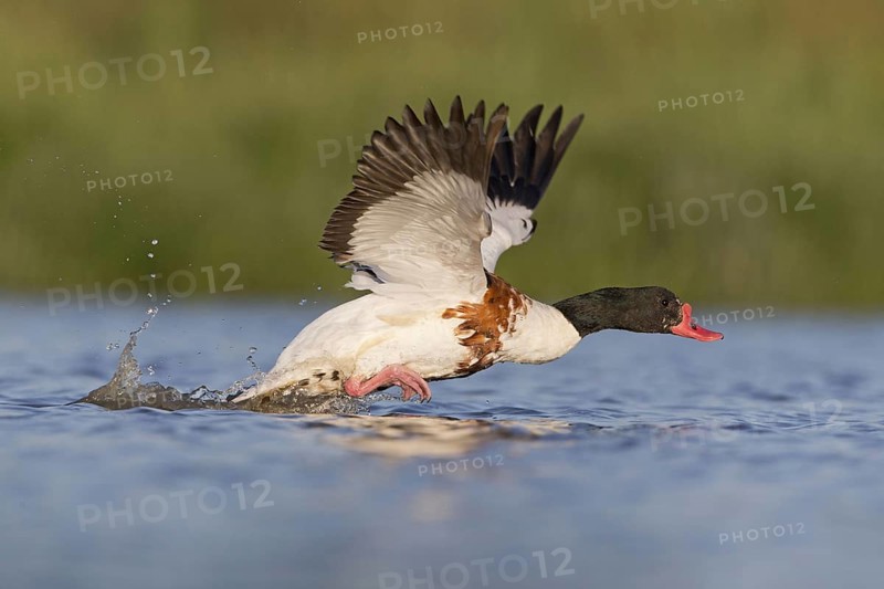 Common shelduck