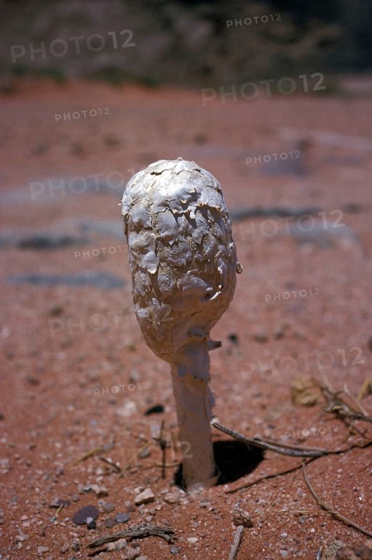 (Podaxis pistillaris) is a very distinctive relative of the puffballs found in deserts, this one photographed at Wadi Rum, Jordan, Asia