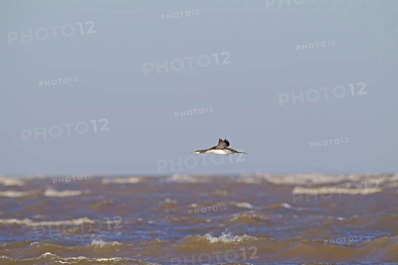 Black-throated Diver