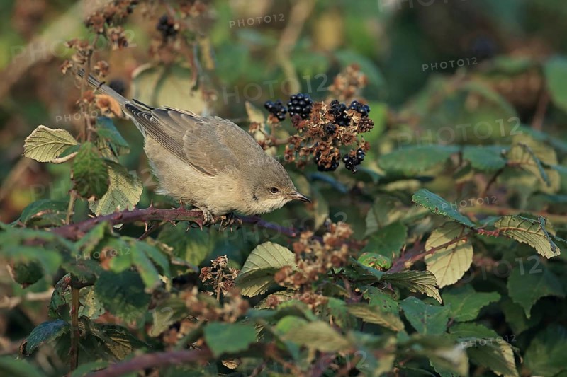 Barred warbler