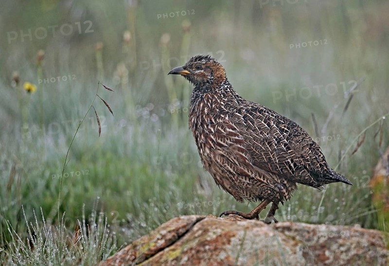 Red-winged Francolin
