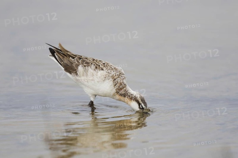 Wilson's Phalarope