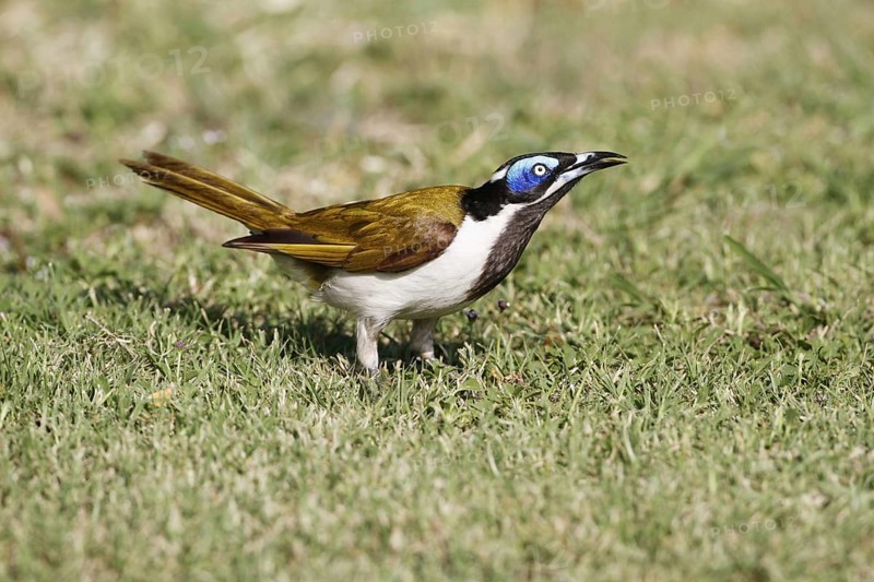 Blue-faced Honeyeater