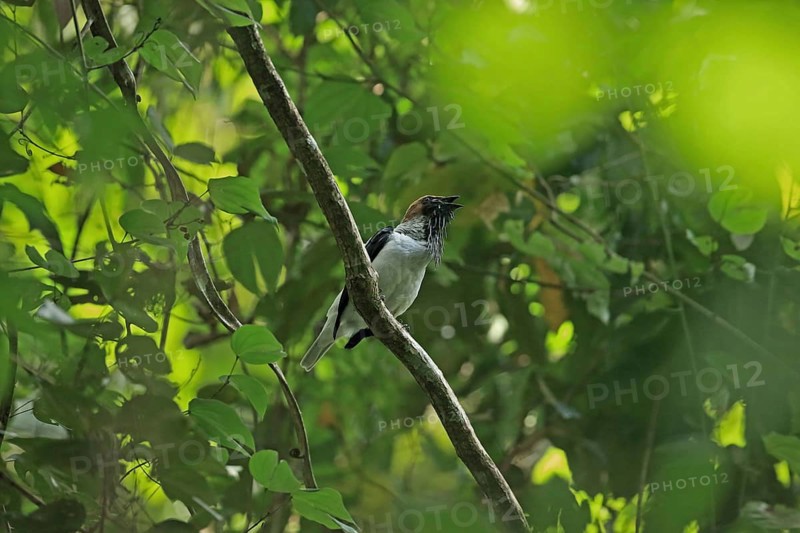 Bearded Bellbird