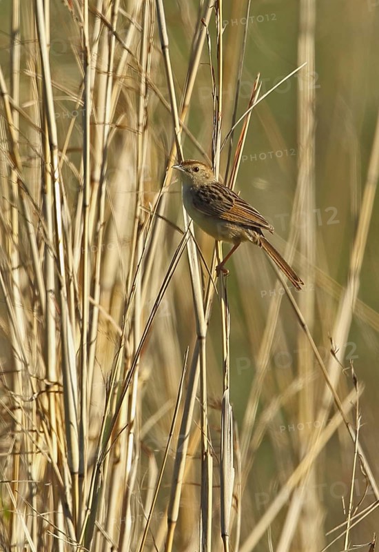 Wailing Cisticola