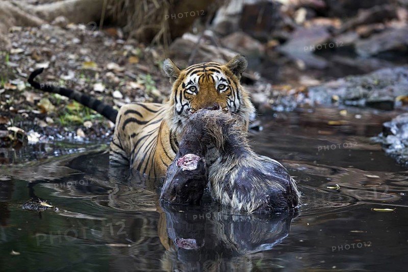 Indian Tiger