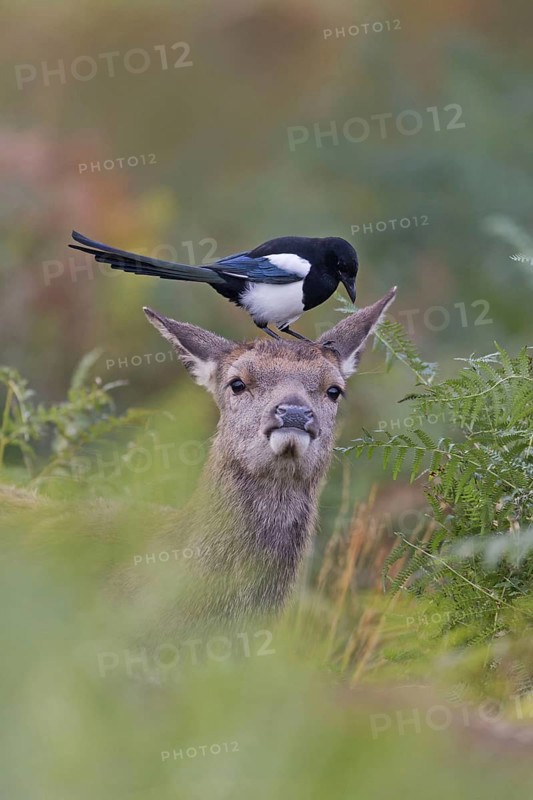 Red Deer