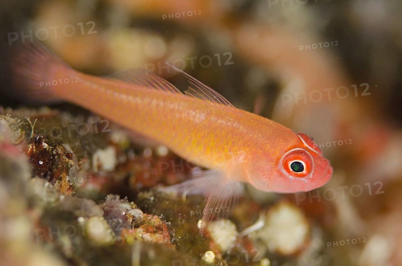 Coral Goby