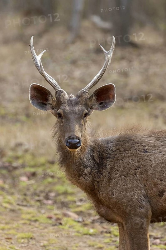 Sambar deer